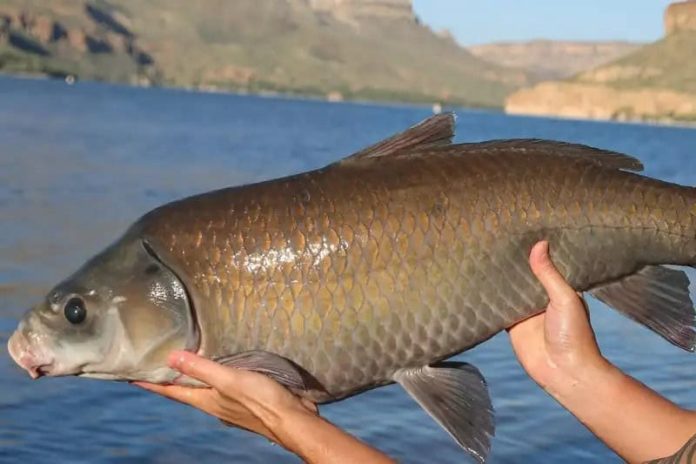 Een eeuw oude buffalofish uit Apache Lake, Arizona. Foto: Universiteit van Minnesota Duluth.