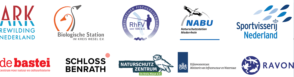 oor het Interreg-project De Rijn Verbindt werken tien organisaties uit Duitsland en Nederland samen aan een gezonde, groene en levende Rijn!