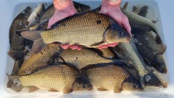 Viskwekerij Corten - aanbod hengelsportvissen 2024