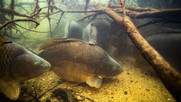 Grote Karper – effectief vissen in de winter