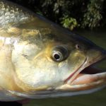 Roofblei in het najaar