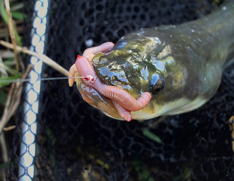 Waar, hoe en waarmee vang je paling? - Lees het op Beet.nl