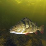 BAARSVISSEN ANNO 2024