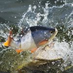 Effectiever met kunstaas