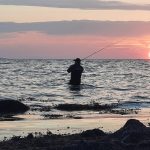 Zeeforelvissen in zwaar weer!