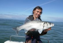 Zeebaars in Ijmuiden