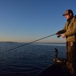 Roofvis op het Lauwersmeer