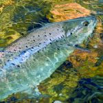 Zeeforel vangen in Nederland