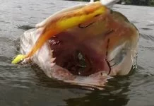 Belgische Kroniek en Vlaamse Sprokkels