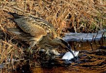 Rovers zonder hengel