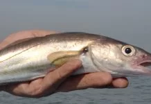 De klok slaat wijting