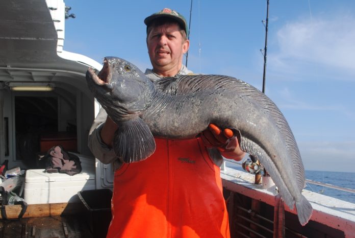 m_382ZHS17-zeewolf-08