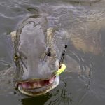 Gesloten Tijd voor Roofvissen: Wat je Moet Weten