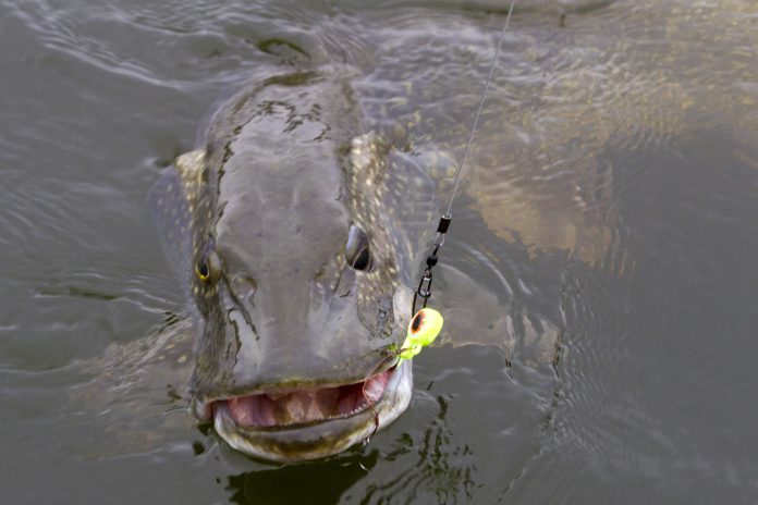 De gesloten tijd voor roofvis