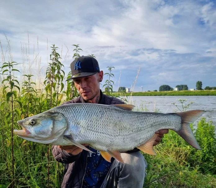 Hoe vis je op roofblei