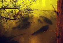 Schimmen op een zandplaat