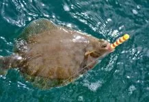 Schar- Klein maar dapper!