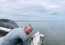 Tarpon