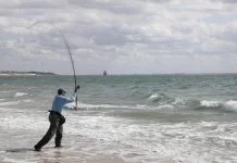 Ruimere limiet voor zeebaars