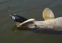 Aan de slag met hybride jerkbaits!