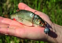 Drachkovitch-systeem: een vergeten techniek voor snoekbaarsvissers