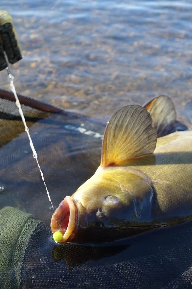 Zeeltvissen in het voorjaar