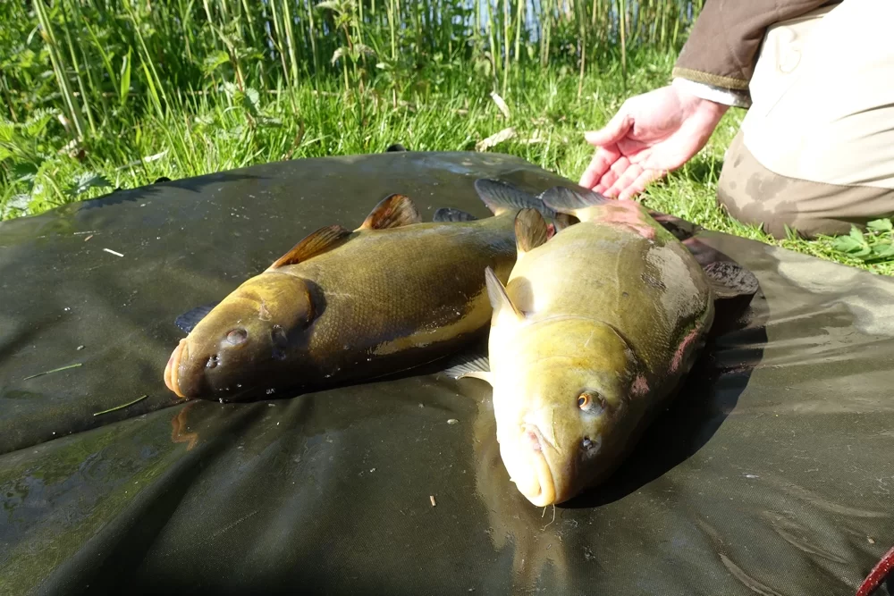 Zeeltvissen in het voorjaar