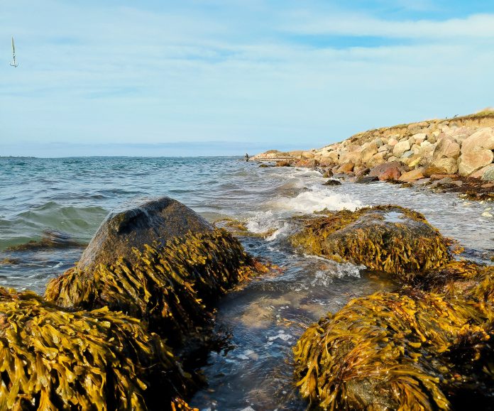 Vissen in denemarken