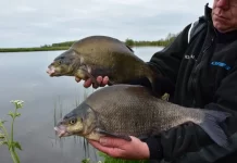 Brasemvissen: alles wat je moet weten voor succes aan de waterkant