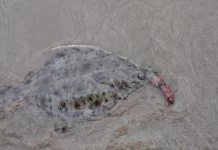 Bot – Een onderschatte sportvis