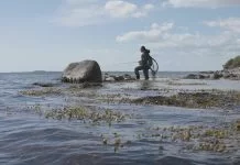 Met kunstaas… op de geep!