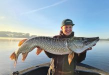 De schijf van vijf- Essentieel kunstaas voor (grote) snoek!