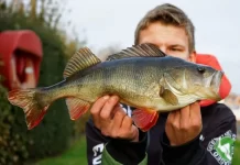 Baarsvissen: Een Complete Gids voor Beginners