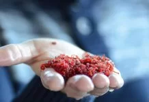 Vers de Vase: alles wat je moet weten over deze natuurlijke aassoort