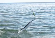 Geep: snelheid, actie en variatie aan de kust