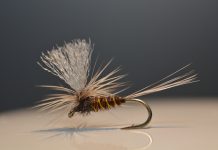 Blue Winged Olive