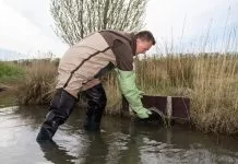 Meer muskusratten gevangen