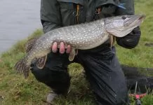 Paaigebieden voor snoek