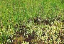 Invasieve waterplanten bestrijden